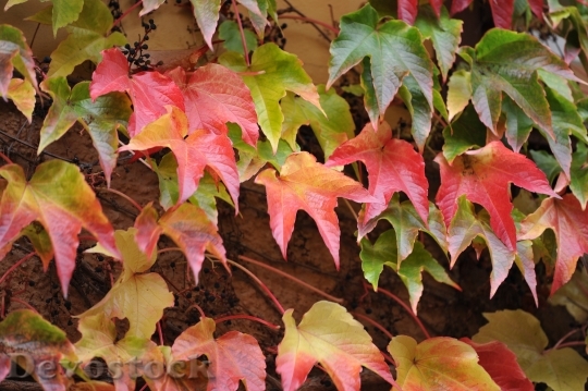 Devostock Leaves Autumn Nature Red