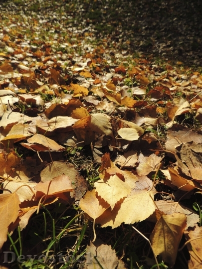 Devostock Leaves Autumn Ocher Meadow 0