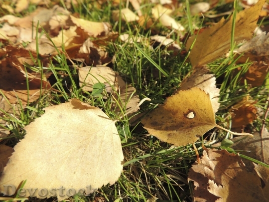 Devostock Leaves Autumn Ocher Meadow