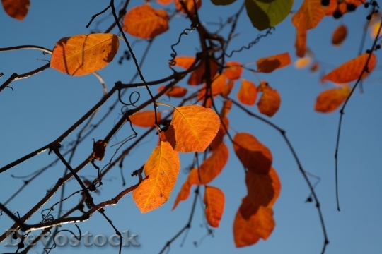 Devostock Leaves Autumn Orange Red 2