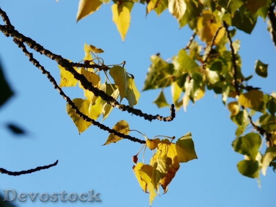 Devostock Leaves Autumn Poplar Colorful