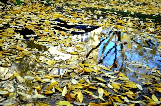 Devostock Leaves Autumn Puddle Mirroring
