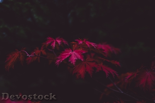 Devostock Leaves Autumn Purple Fall