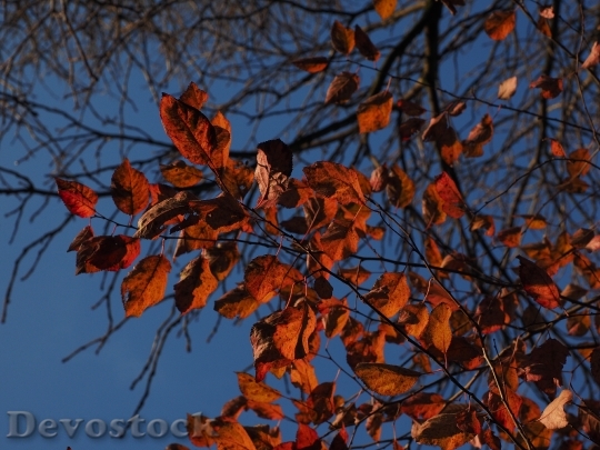 Devostock Leaves Autumn Red Blood