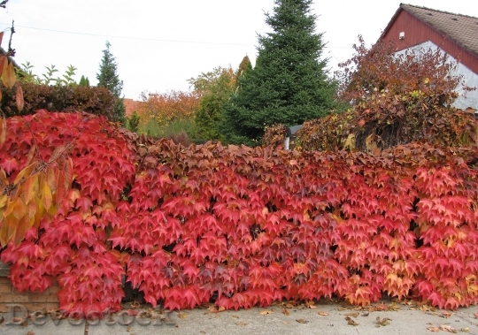 Devostock Leaves Autumn Red Live