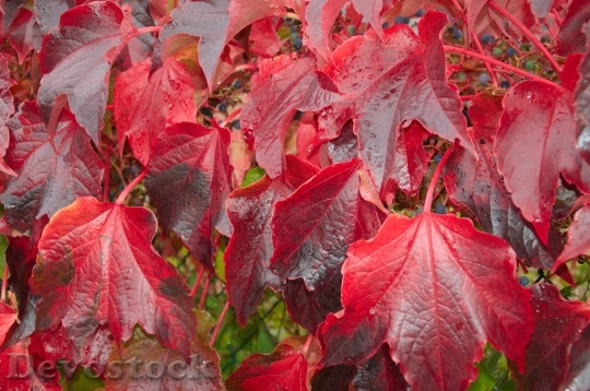 Devostock Leaves Autumn Red Rain