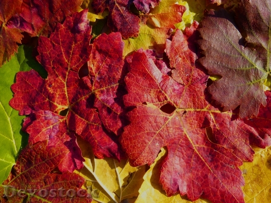 Devostock Leaves Autumn Red Texture