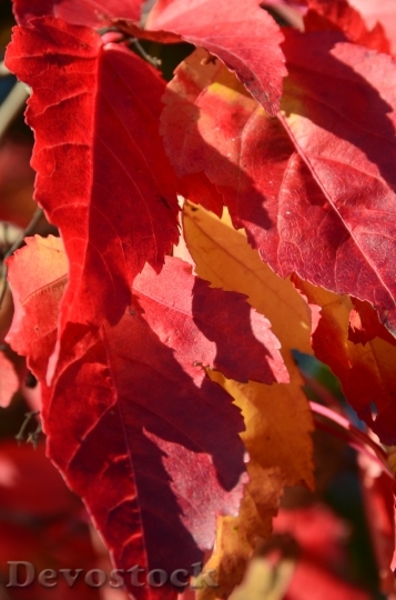 Devostock Leaves Autumn Red Tree