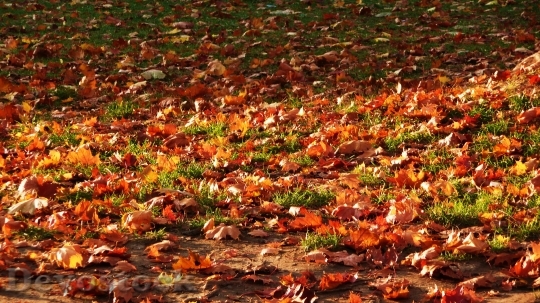 Devostock Leaves Autumn Season Maple