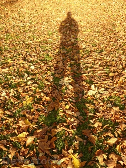 Devostock Leaves Autumn Shadow Hispanic