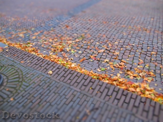 Devostock Leaves Autumn Soil Golden
