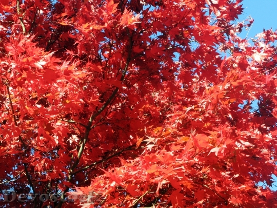 Devostock Leaves Autumn Sun Autumn