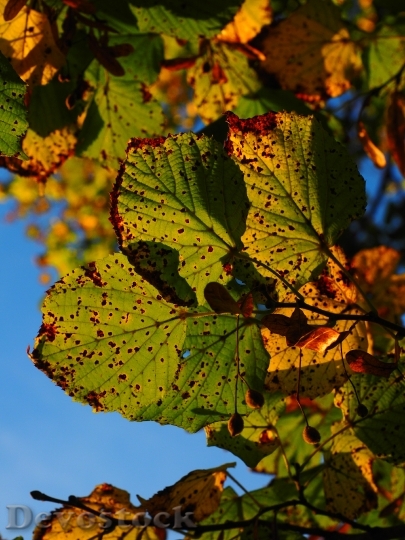Devostock Leaves Autumn Sunny Colorful 1