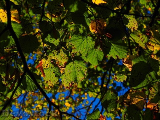 Devostock Leaves Autumn Sunny Colorful