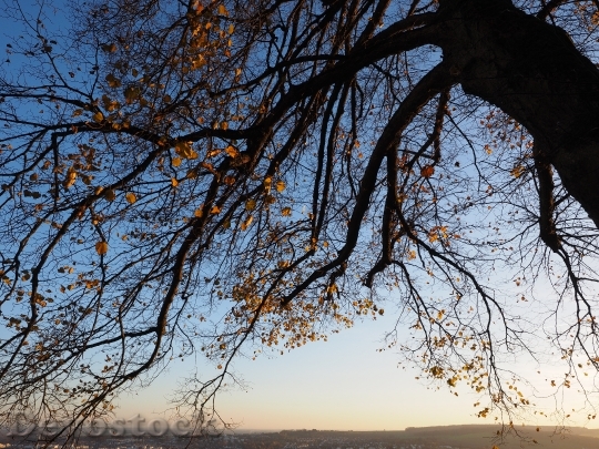 Devostock Leaves Autumn Tree Log