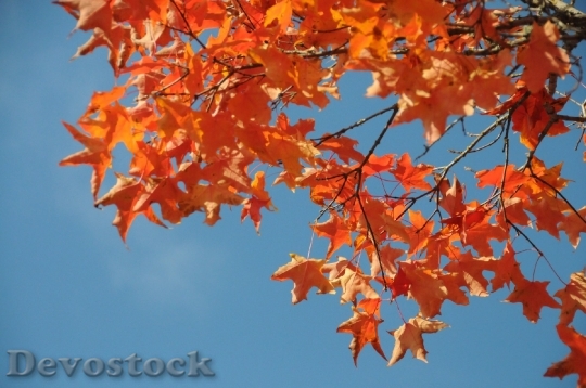 Devostock Leaves Autumn Tree Red