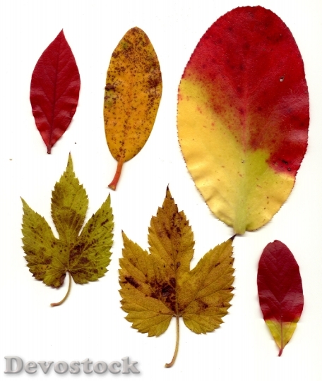 Devostock Leaves Autumn Trees Dry