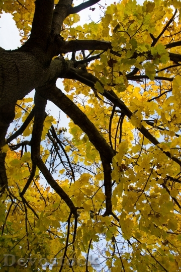 Devostock Leaves Autumn Trees Nature