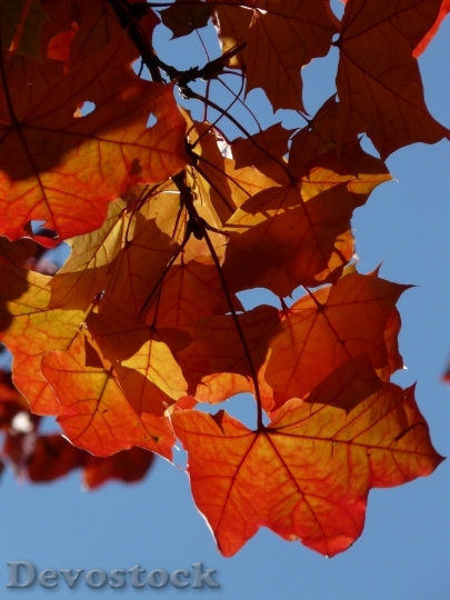Devostock Leaves Autumn Wind Fall