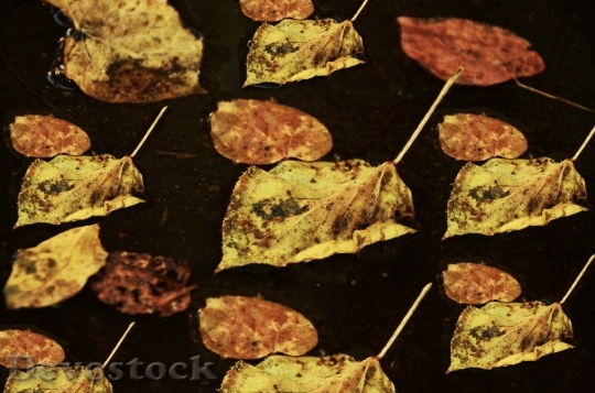 Devostock Leaves Autumn Withered Pattern