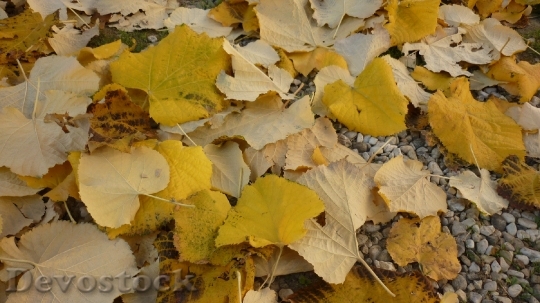 Devostock Leaves Autumn Yellow 997929