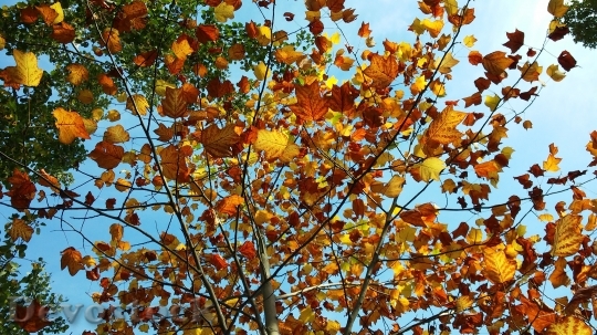 Devostock Leaves Autumn Yellow Brown