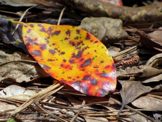 Devostock Leaves Autumn Yellow Leaf