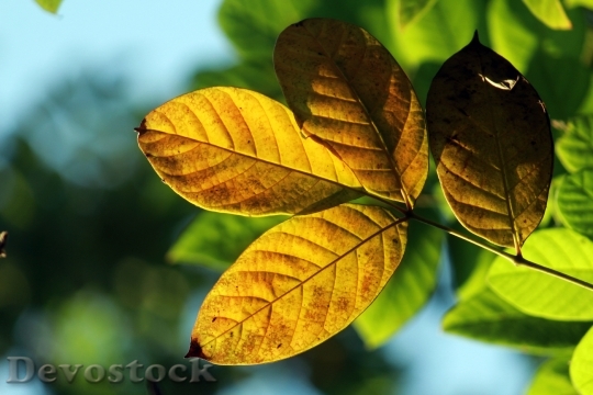 Devostock Leaves Autumn Yellow Nature