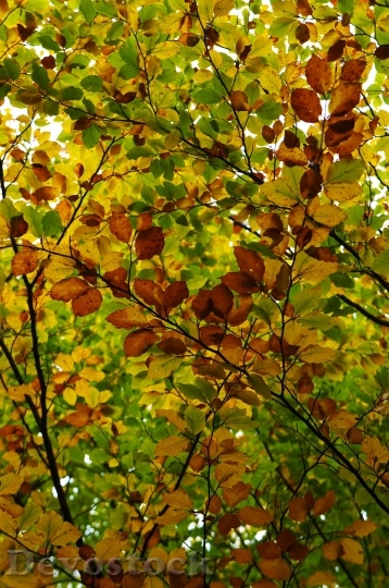 Devostock Leaves Background Autumn Nature