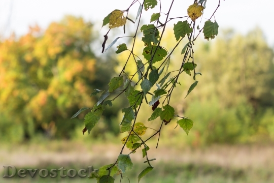 Devostock Leaves Birch Wind Develops
