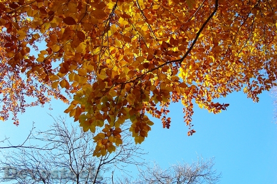 Devostock Leaves Branch Sky Autumn