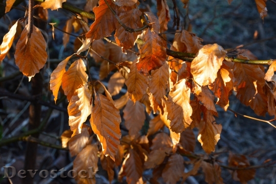 Devostock Leaves Brown Dried Autumn