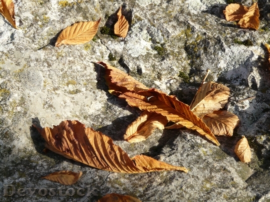 Devostock Leaves Brown Fall Foliage