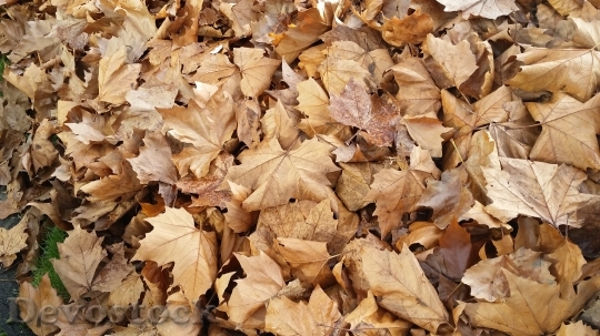 Devostock Leaves Brown Gold Autumn