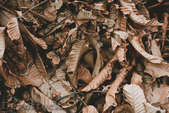 Devostock Leaves Brown Ground Nature