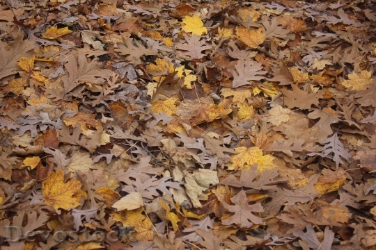 Devostock Leaves Brown Tree Leaf