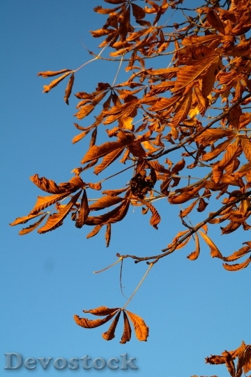 Devostock Leaves Buckeye Fall Leaves