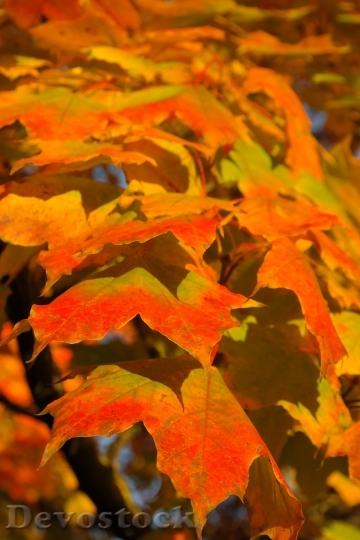 Devostock Leaves Canopy Autumn Fall