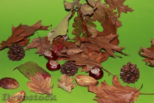 Devostock Leaves Chestnut Autumn Fall