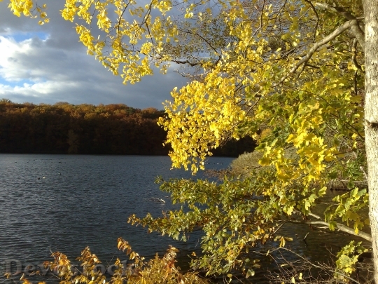 Devostock Leaves Color Leaf Autumn