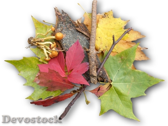 Devostock Leaves Colorful Autumn Decoration