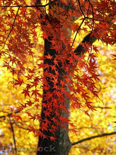 Devostock Leaves Colorful Autumn Forest