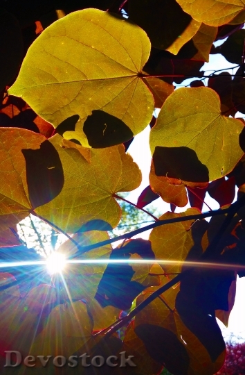 Devostock Leaves Colorful Autumn Nature
