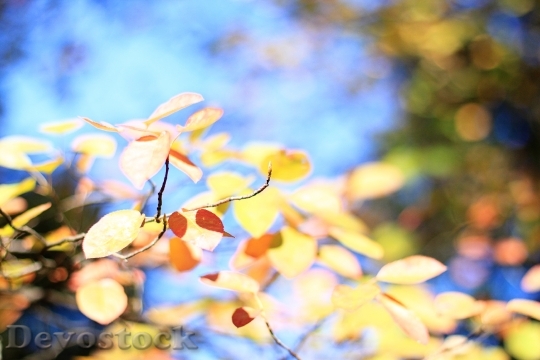 Devostock Leaves Colorful Autumn Sky