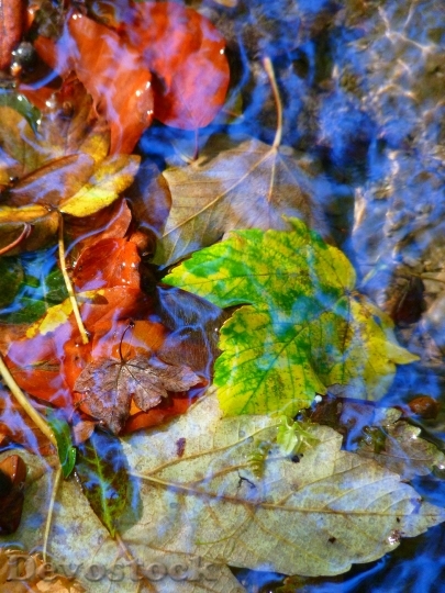 Devostock Leaves Colorful Autumn Water
