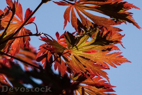 Devostock Leaves Colorful Color 189872