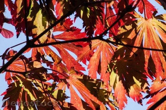Devostock Leaves Colorful Color 189875
