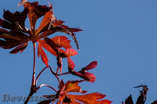 Devostock Leaves Colorful Color 189877