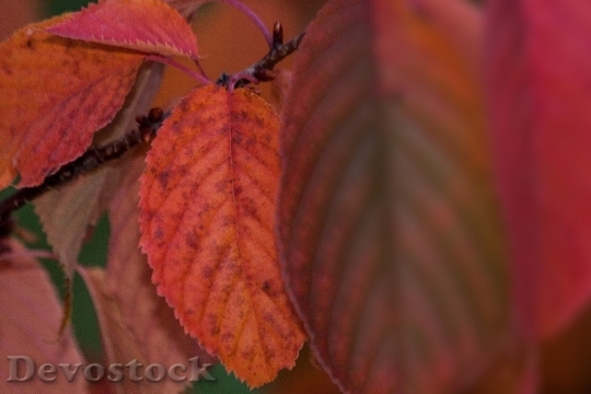 Devostock Leaves Colorful Color Orange 0