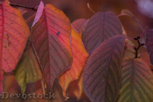 Devostock Leaves Colorful Color Orange